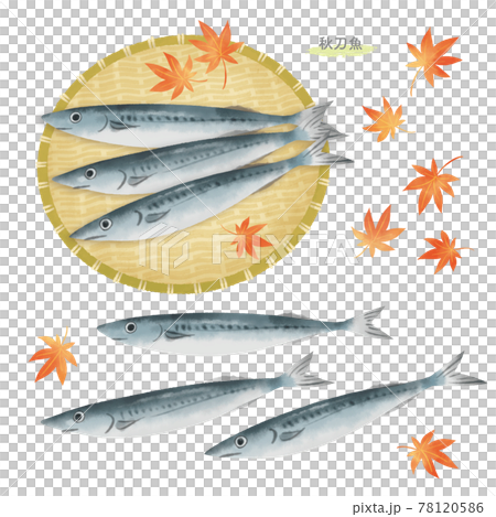 秋刀魚手繪插畫/水彩觸感 78120586