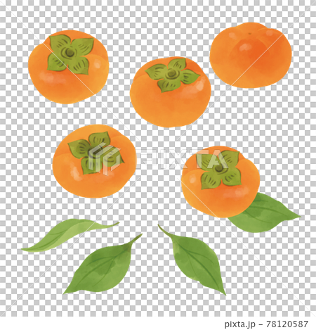 Hand-drawn illustration of persimmon / watercolor touch 78120587