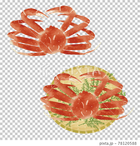 Hand-drawn illustration of snow crab / watercolor touch 78120588
