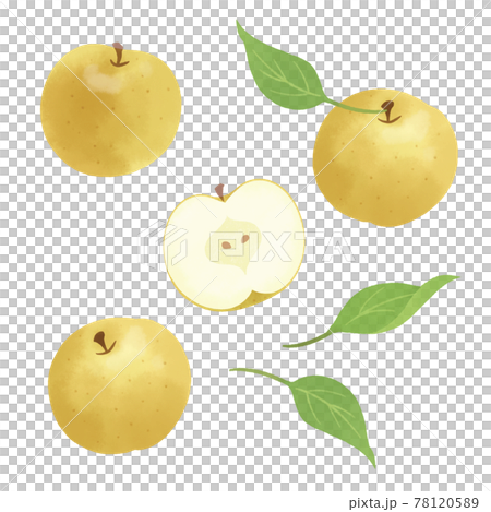 梨の手描きイラスト/水彩タッチ 梨の手描きイラスト/水彩タッチ 78120589