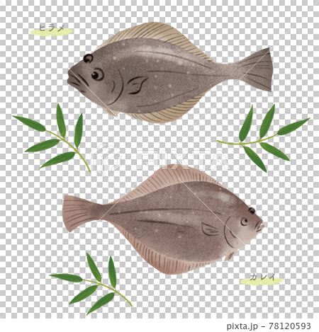 ヒラメとカレイの手描きイラスト/水彩タッチ ヒラメとカレイの手描きイラスト/水彩タッチ 78120593