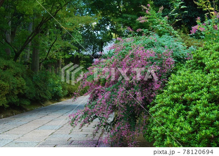 唐招提寺境内の萩の花 78120694