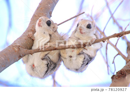 モモンガ 484 78120927