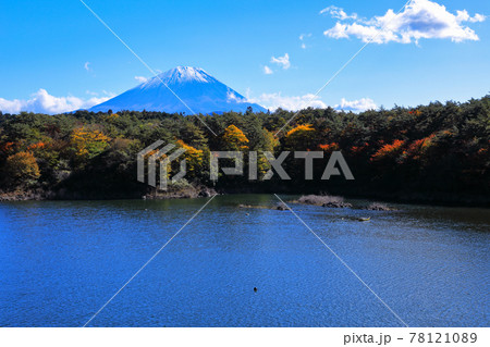 富士五湖 西湖の秋の風景 富士河口湖町 富士五湖 西湖の秋の風景 富士河口湖町 78121089