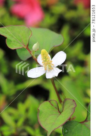 白いドクダミの花 白いドクダミの花 78121653