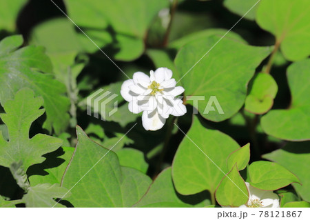 八重のドクダミの花の写真素材