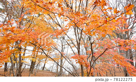 山中湖畔の紅葉ドリー映像 山中湖畔の紅葉ドリー映像 78122275