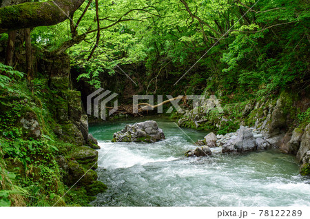 春の大又川絶景 殿淵 秋田県 春の大又川絶景 殿淵 秋田県 78122289