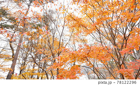 山中湖畔の紅葉ドリー映像 山中湖畔の紅葉ドリー映像 78122296