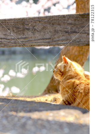 猫09 78122315