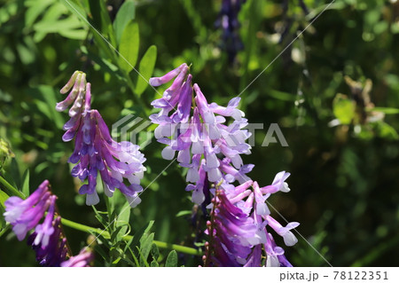 春の公園に咲くナヨクサフジの紫色の花 春の公園に咲くナヨクサフジの紫色の花 78122351