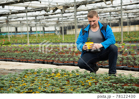 Farmer checking tomato seedlings 78122430