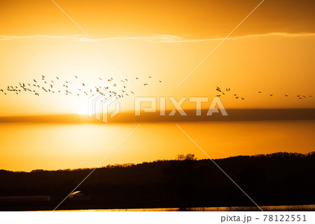 北海道宮島沼の夕日とマガン 78122551