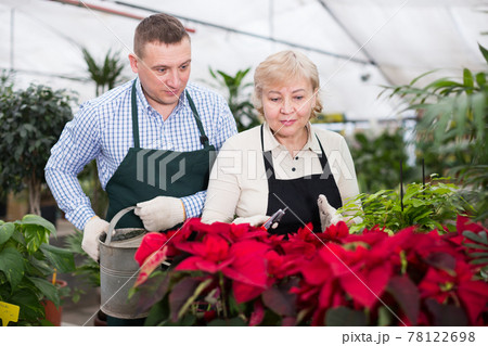 Adult woman and man are watered flowers and try secateurs together Adult woman and man are watered flowers and try secateurs together 78122698