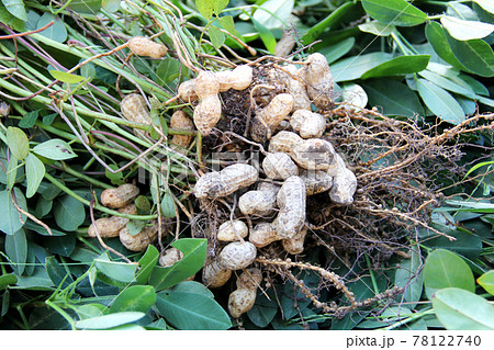 ラッカセイ　落花生　 78122740