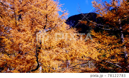 上高地の紅葉 上高地の紅葉 78122783