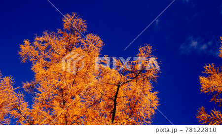 上高地の紅葉 78122810