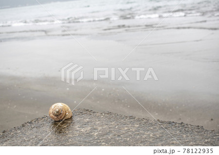 砂浜に落ちている貝殻 砂浜に落ちている貝殻 78122935