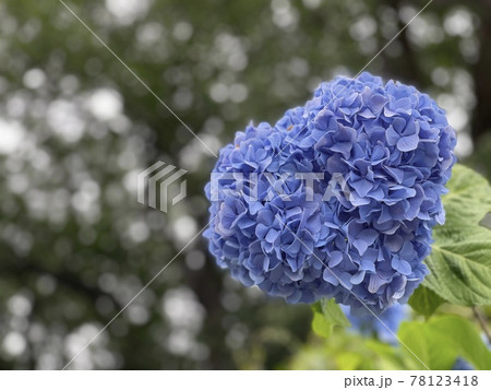 風に吹かれる風船のようなハートの青い紫陽花 風に吹かれる風船のようなハートの青い紫陽花 78123418