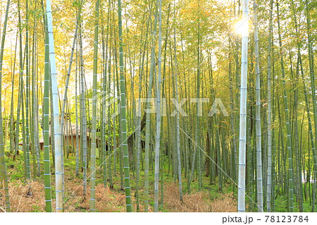 【埼玉県】竹林 78123784