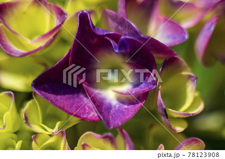 アジサイのクローズアアップ アジサイのクローズアアップ 78123908