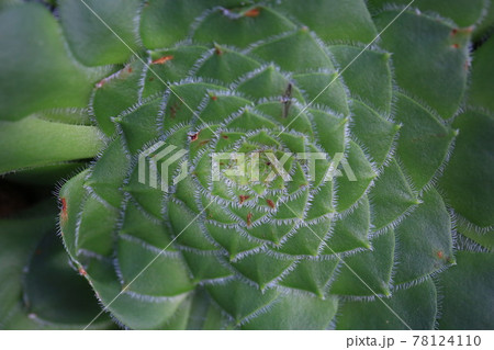 Sedum weinbergii,Mother-of-pearl-plant or Ghost plant. Sedum weinbergii,Mother-of-pearl-plant or Ghost plant. 78124110