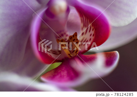 胡蝶蘭の精 78124285