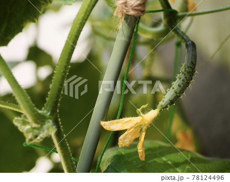 きゅうりの花 花が咲いたきゅうり キュウリ きゅうりの花 花が咲いたきゅうり キュウリ 78124496