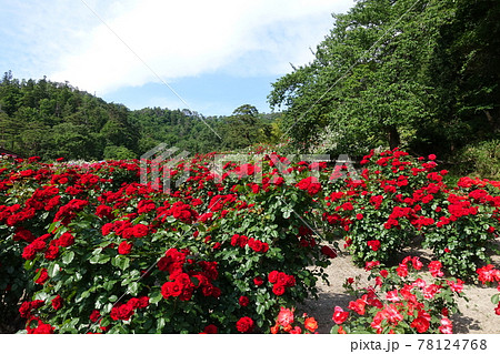 満開のバラ 薔薇 ばら 満開のバラ 薔薇 ばら 78124768