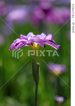 花菖蒲 花菖蒲 78124925