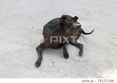 A black dog scratching its ears because it itches. A black dog scratching its ears because it itches. 78125186
