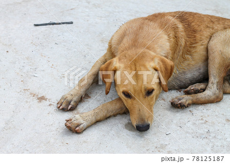 A brown dog lying on a white cement floor. 78125187