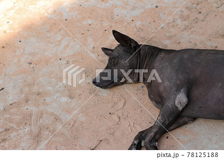 The black female dog sleeps on the cement floor. The black female dog sleeps on the cement floor. 78125188