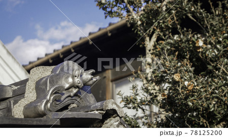 動物 動物学 キツネ 78125200