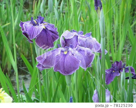 ハナショウブ 78125230