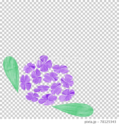 紫陽花 紫陽花 78125343