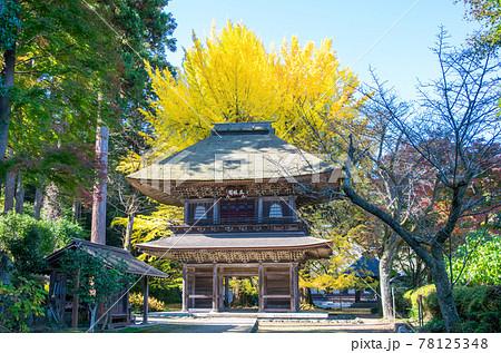 あきる野市 広徳寺 山門と大イチョウ 指定史跡の写真素材 [78125348] - PIXTA