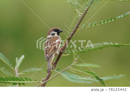 シンガポールの野鳥　スズメ 78125442