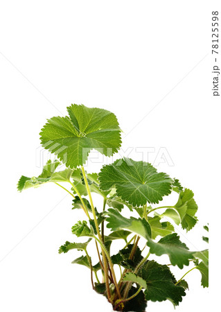 アルケミラモリス アルケミラモリス 78125598