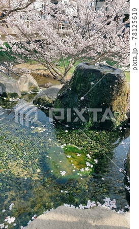 桜が散る池 桜が散る池 78125619