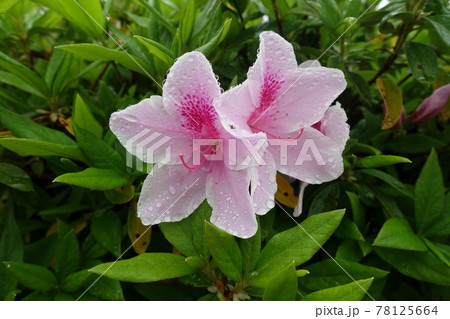 5月に咲いたピンクのツツジの花 78125664