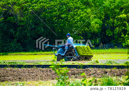 田植え 田植え 78125929