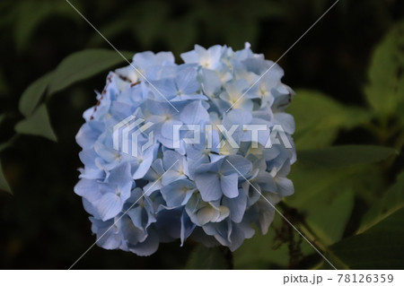 紫陽花-水色- 紫陽花-水色- 78126359