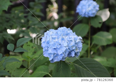 紫陽花-水色- 紫陽花-水色- 78126360