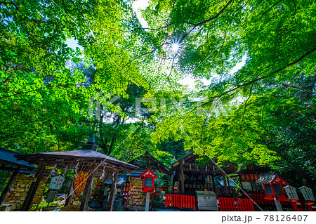 野宮神社の新緑 78126407