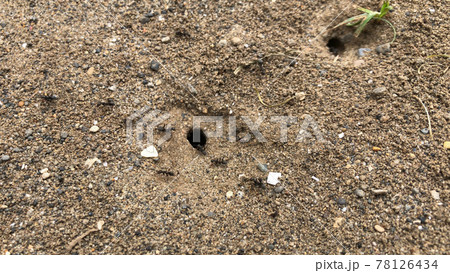 アリの巣 アリの巣 78126434