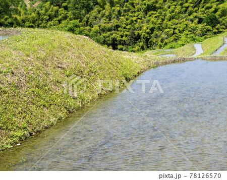 棚田の水田の畦 78126570