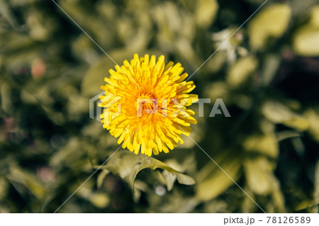 A single yellow dandelion close-up in grass. Dandelion With Positive Saying A single yellow dandelion close-up in grass. Dandelion With Positive Saying 78126589