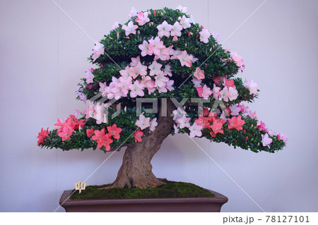 サツキの盆栽 サツキの盆栽 78127101