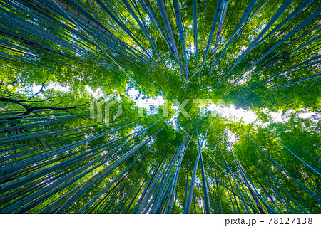嵐山 竹林の小径 78127138